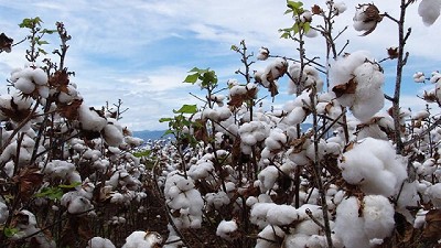 Algodón: Desarrollan variedades que permiten ahorrar un 30 % en herbicidas