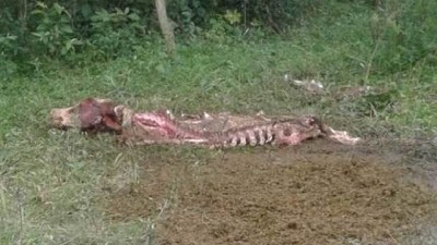 Inseguridad rural: alerta en Santa Fe por el crecimiento de los casos de abigeato