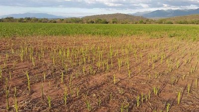 Las langostas atacaron a 160 hectáreas de cultivos en Jujuy