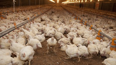 Actualización de gestiones de inocuidad y auditorías de mercados avícolas