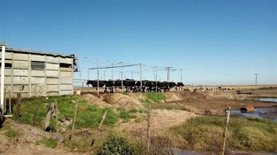 Desarrollan una novedosa aplicación para la gestión ambiental de los tambos