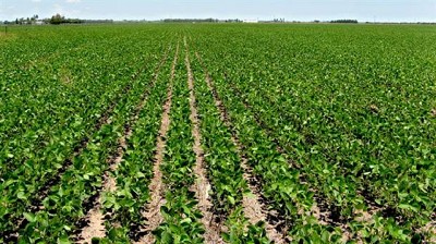 Variables bajo control: de la financiación a la venta, cómo hacer rendir el negocio agrícola