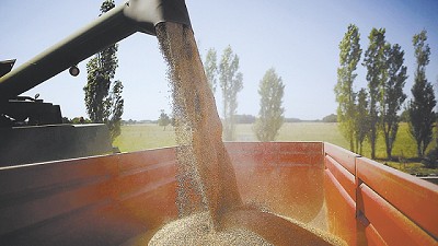 La industria del trigo va por más