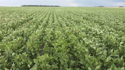 Por las lluvias en Brasil, bajó la soja en Chicago