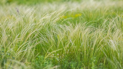 La Argentina lidera la producción de semillas forrajeras de calidad