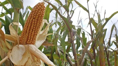 Se confirmó la venta del semillero Illinois a Don Mario