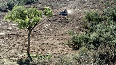 Deforestación: pese a que tuvo el nivel más bajo en 2016, alertan que sigue siendo alta