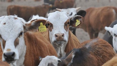 Tristeza bovina: Cada peso invertido en prevención rinde hasta por 21