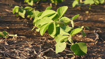 Soja, ¿otra siembra complicada? - BCR 