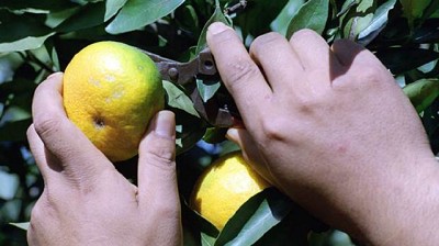 Las exportaciones de las economías regionales cayeron 7,6% en el tercer trimestre