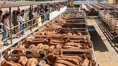 Subastas especiales en el Mercado de Liniers