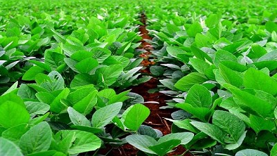 La avidez china encuentra sustento en Brasil - BCR