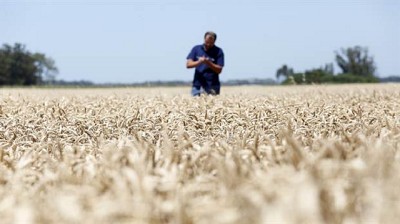 Trigo: el rinde nacional superaría en 5% el promedio de las últimas cinco campañas, por Gonzalo Hermida