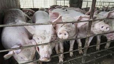 Carne porcina: la Argentina envía a EE.UU. un informe sobre la importación