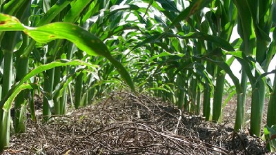 El Ministerio y la FAO promueven la producción sustentable de alimentos y bebidas