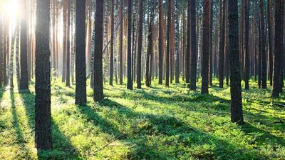 Industria forestal: una cadena que quiere recuperar el tiempo perdido