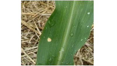 Cómo viene la situación sanitaria del maíz en la zona núcleo