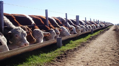 Crecen los encierres para cuota 481