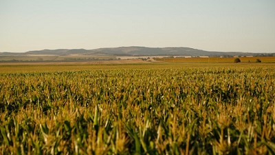 Nidera Semillas presenta un maíz que tiene todo para convertirse en el más elegido