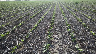 Del trigo a la soja: cómo viene la campaña en las distintas zonas agrícolas