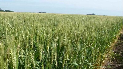 Roya amarilla en trigo y Ramularia en cebada: dos enfermedades para prestar atención