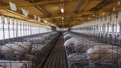 Cabaña Las Lilas se mete en el negocio de la carne de cerdo