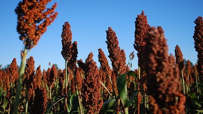 La siembra del sorgo avanzó hasta el  22,7 % del área estimada