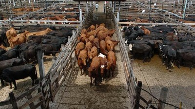 Cotizaciones estables para la hacienda