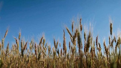 Trigo: rindes de buenos a muy buenos, con excepciones