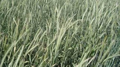 El centeno como limitante de malezas, por Susana Solá