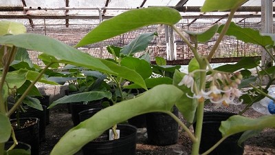 El chilto: producción sustentable en sistemas agro forestales