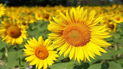 Aumentó un 12% la producción de aceite de girasol en la Provincia de Buenos Aires
