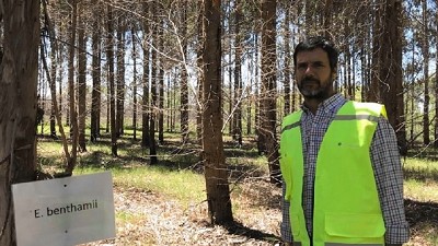 Un planteo de punta le da aire fresco a la industria forestal