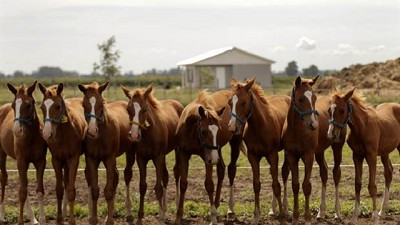 Doce clones sanos de una sola yegua de polo, récord argentino de clonación