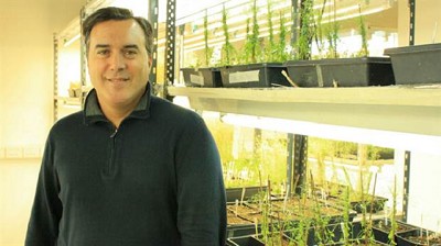 Identifican los genes y las hormonas que extienden las raíces de las plantas y reciben un premio