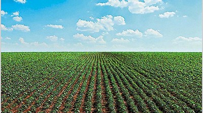 Aplicarán el régimen de venta y reemplazo para los campos que se alquilen