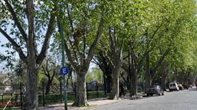 Arbolados urbanos, en peligro