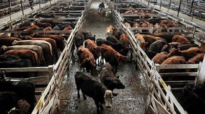 El precio de la hacienda se negoció con mejoras en el Mercado de Liniers