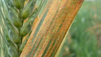 La mayor epidemia de roya amarilla desde 1930 en trigo