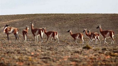 Critican un plan para vender carne de guanaco en Santa Cruz