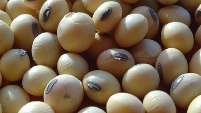 Tras el descenso del precio de la soja, en Rosario se derrumbaron las ventas