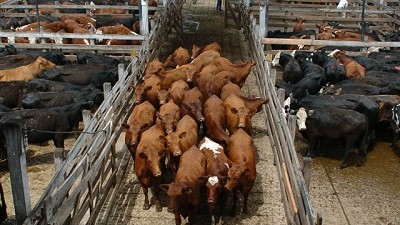 Aumentó la oferta y bajaron los precios en el Mercado de Liniers