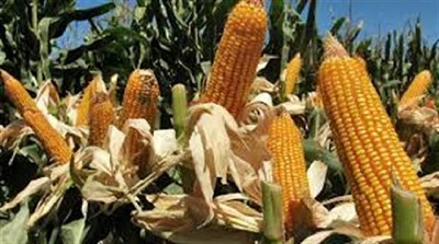 Del híbrido a la fertilización: así se hizo el maíz tardío en 2016/2017