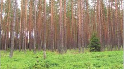 Lanzan plan en Buenos Aires para duplicar la superficie forestada