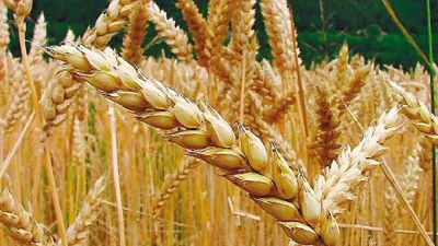 Rusia se consolida como líder mundial en trigo, por Esteban Moscariello 