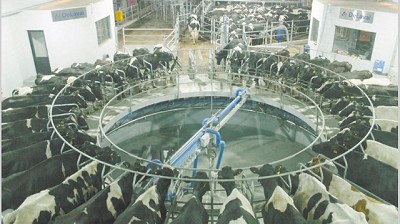 Cresud remata sus últimas vacas y le pone fin al negocio lechero
