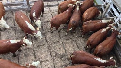 Ganadería: Peso de faena. ¿Por qué es bajo en Argentina?