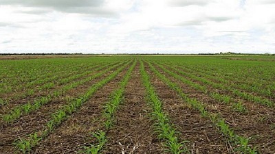 La FAO premió la siembra directa local