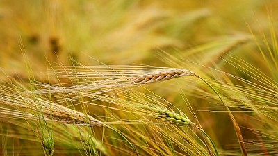 El trigo juega con mejor precio y calidad
