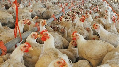 Un criadero de pollos cordobés invertirá US$ 8 millones para producir biogás